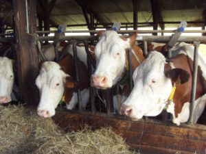 Lire la suite à propos de l’article Nord-Kivu: grève des bouchers à Butembo
