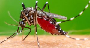 Lire la suite à propos de l’article Santé: Près de 28.402 cas de décès dus au chikungunya enregistrés en RDC en 2023 (Ministère de la santé publique)