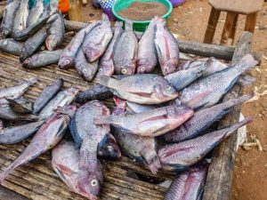 Lire la suite à propos de l’article Guerre à l’Est : vers la pénurie des poissons frais au Nord Kivu 