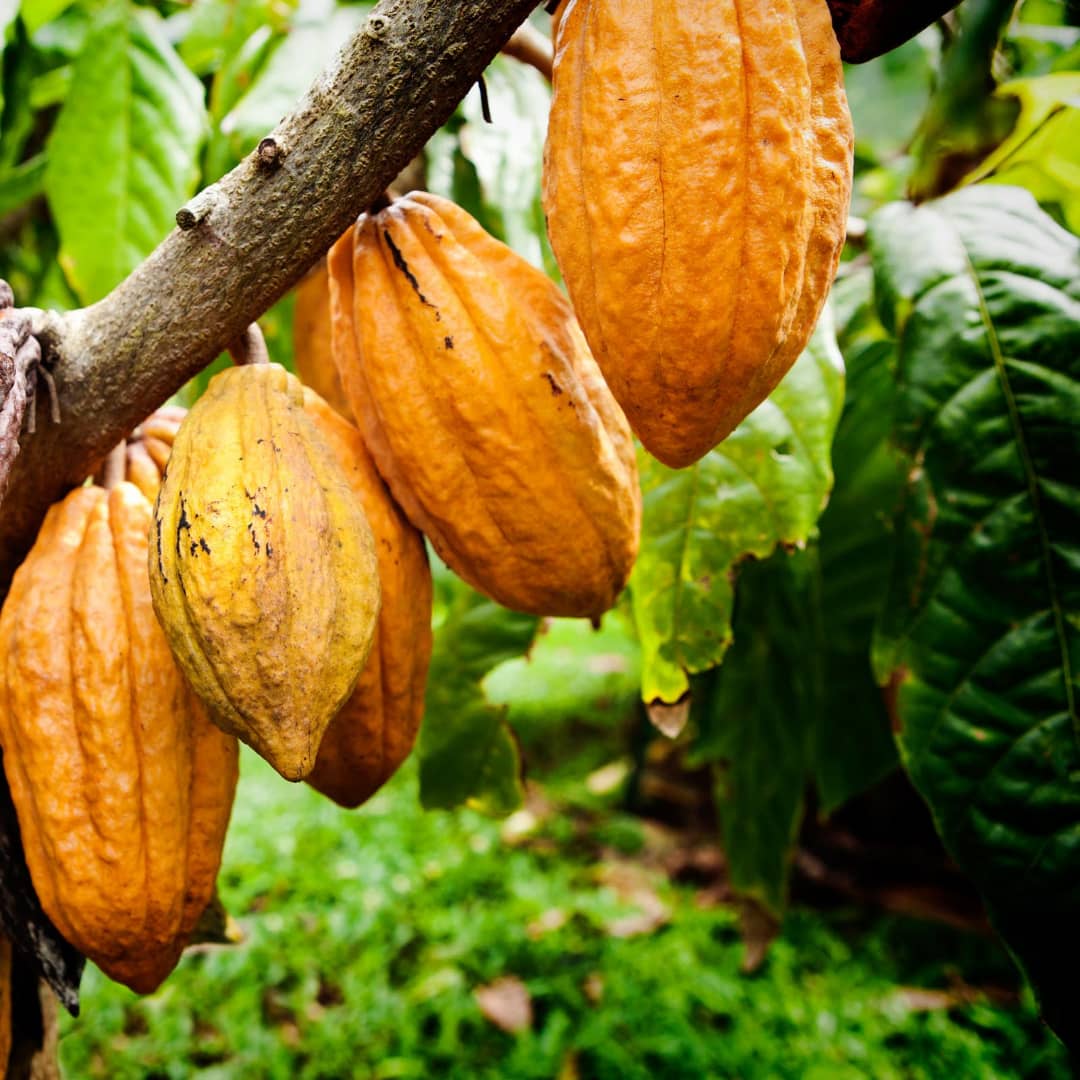 You are currently viewing Nord-Kivu: par mois, la récolte du cacao désormais en deux phases sous la sécurisation des services compétents