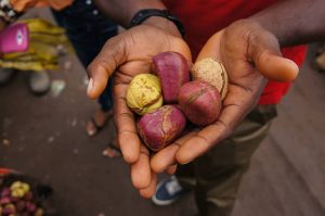 Lire la suite à propos de l’article Santé : Noix de cola, un traitement naturel à plusieurs vertus dans le corps humain