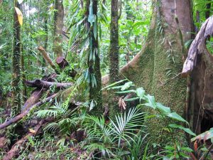 Lire la suite à propos de l’article Environnement : le 19è forum des Nations Unies sur les forêts se tient du 06 au 09 mai à New York