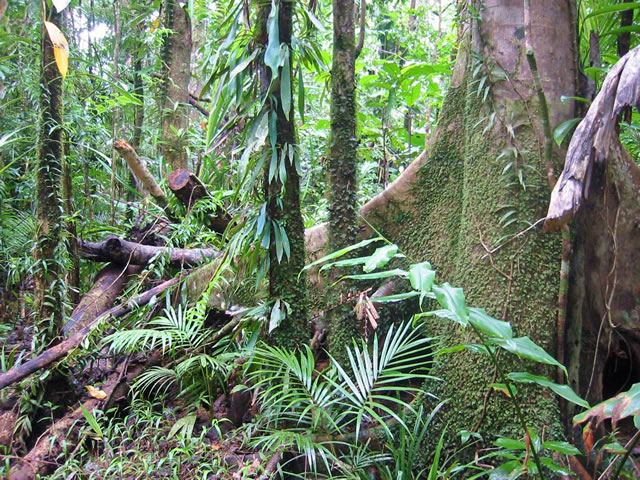Lire la suite à propos de l’article Environnement : le 19è forum des Nations Unies sur les forêts se tient du 06 au 09 mai à New York