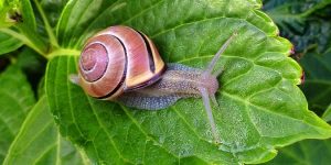 Lire la suite à propos de l’article Société : Tout savoir sur l’escargot, un mollusque invertébré