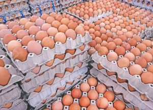 Lire la suite à propos de l’article Kasaï-Central : à Kananga, le prix de l’œuf double sur le marché