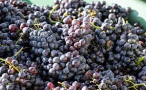Lire la suite à propos de l’article Santé : le raisin, un fruit délicieux avec plusieurs bienfaits pour la santé de l’Homme