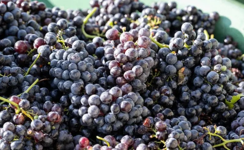 Lire la suite à propos de l’article Santé : le raisin, un fruit délicieux avec plusieurs bienfaits pour la santé de l’Homme