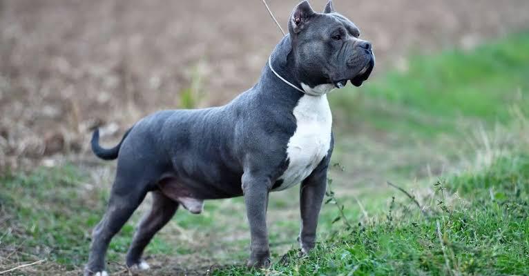 Lire la suite à propos de l’article Kinshasa : Un certificat préalable désormais requis pour élever un chien de race