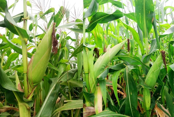 Lire la suite à propos de l’article Kasaï-Central : lancement de la Campagne Agricole pour la Saison Culturale B