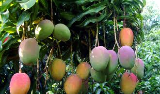 Lire la suite à propos de l’article Santé : les vertus de la mangue et ses variétés