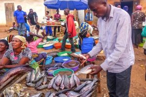 Lire la suite à propos de l’article Kinshasa : Hausse des prix des poissons chinchards, une situation alarmante pour les consommateurs et vendeurs