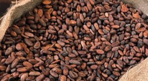 Lire la suite à propos de l’article Le gouvernement de la RDC défend ses exportations de cacao et café face aux accusations de déforestation de l’UE