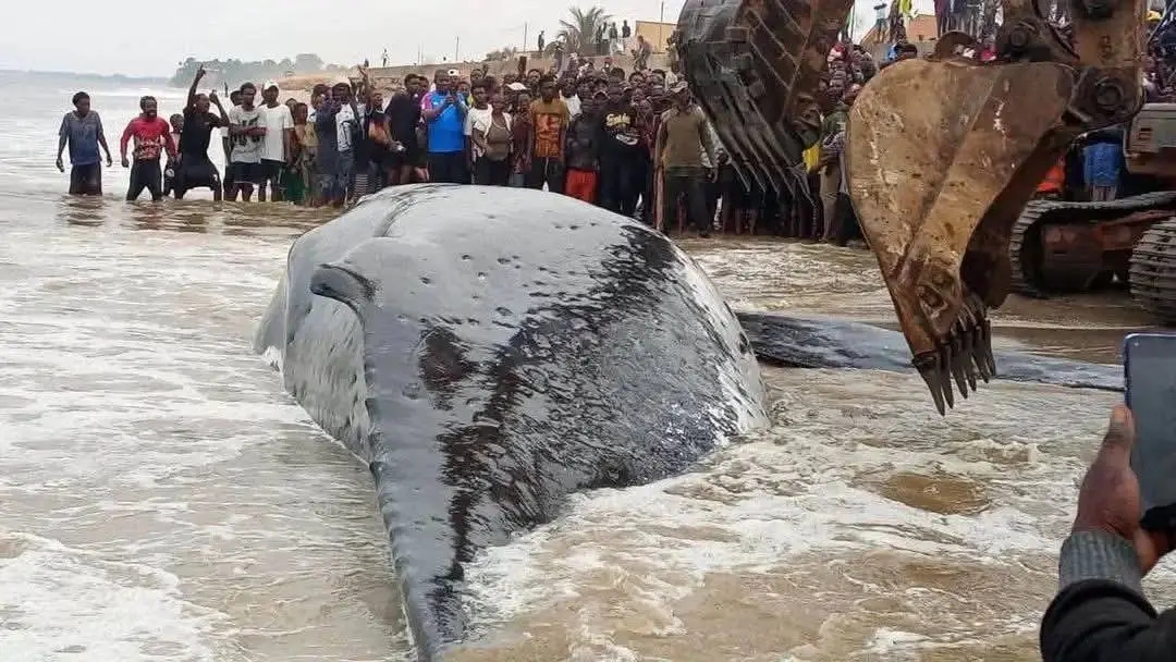 RDC : « Le pays ne compte que deux spécialistes des baleines », la ministre Marie Nyange justifie la gestion de la baleine échouée à Moanda
